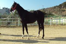 �ΰ��ȭ (BUGYEONG SINHWA) ����