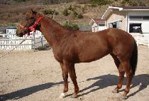 �������� (NO MORE AHEAD) ����