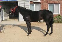 �ź� (GEOBOK) ����