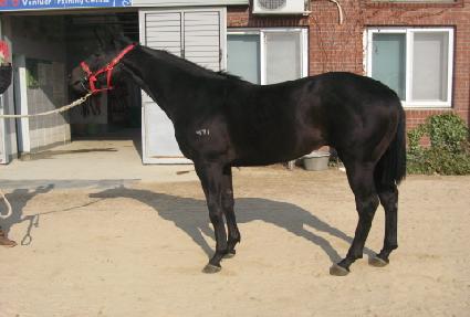 �ź� ����