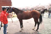 ����ű� (SEOBANG SINGI) ����