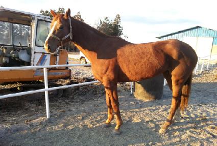 ����Ʈĳ�� ����