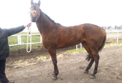 ������Ʈĳ�� ����