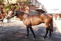 �ο�Į���� (ROYAL KHALIFE) ����