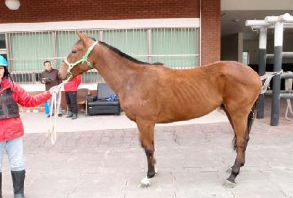 Ȳ��ä�� ����