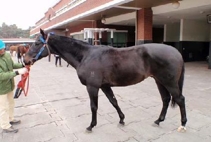 �ڸ��ȵ帲 ����