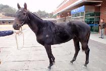 ����Ȳ�� (SEONGPA HWANGJE) ����