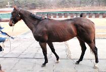 ������ (RUNWAY) ����