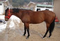 �ϱݺ� (ILGEUMBIT) ����