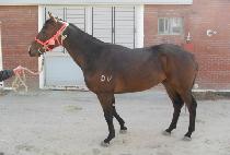 �����ٶ� (BEONGAE BARAM) ����