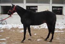 ������� (USEUNG JAENGCHWI) ����