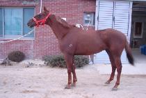 �������� (MYONGSEO DONGJA) ����