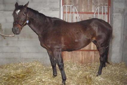 �����̵������ ����