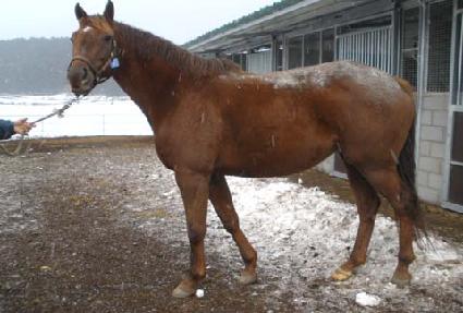 ī��Ƽ��Ʈ ����