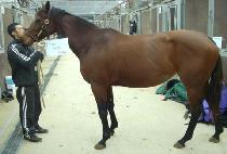 �������Ÿ (HERE COMES RITA) ����