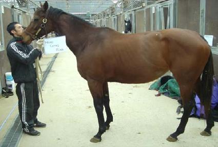 �������Ÿ ����