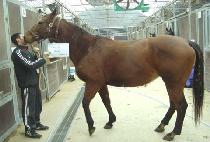 �ű������ҵ� (MAGGIE MAY��S SWORD) ����