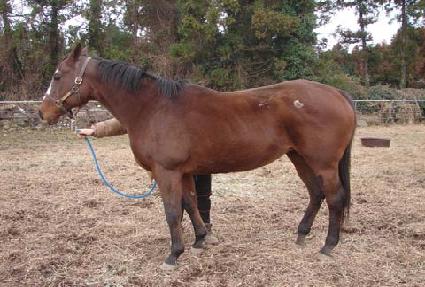 Ʈ�������� ����