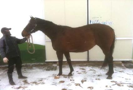 ������ƽ�������� ����