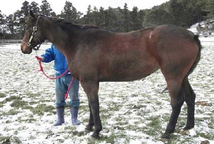 ���÷ο��� ����