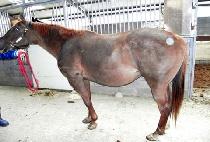 ��ú��� (DIXIE VELVET) ����