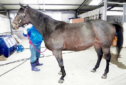 �νŴ� ����