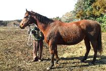 �ú����ٿ� (ALL BETS DOWN) ����