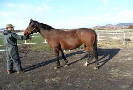 ���������� ����