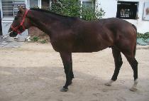 CHIMA CHEOLLI picture