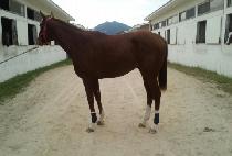 ĳ���� (CANNONBALL) ����