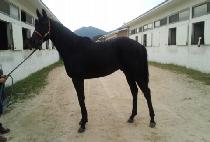 ������� (FINALE GISANG) ����