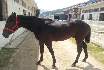 �̽��͵�� (MR. DIXIE) ����