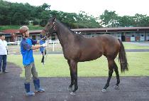 ��ñ��� (DIXIE GUNDAN) ����