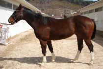 ��Ƽ���� (ARTIE THRU) ����