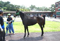 ����̾�ȣũ (BRIAN HAWK) ����