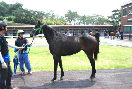 ����̾�ȣũ ����