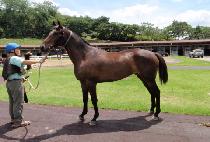 ��Ʈ��Ű (ZET SKI) ����