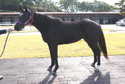 �����ī ����