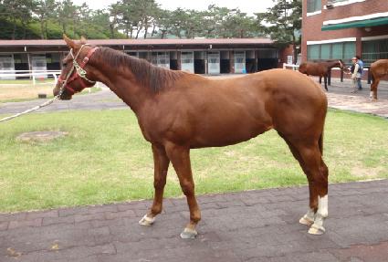 ��Ʈ����̾� ����