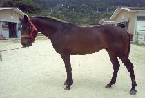 ��������Ʈ (NAMDO BEST) ����