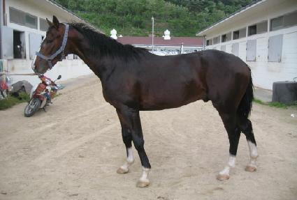 ��ĸ���� ����