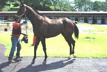 û��� (CHEONGUN MALLI) ����