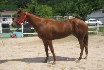 ��ĸ��Ÿ (WELL CAP STAR) ����