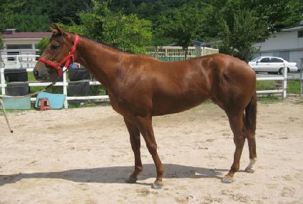 ��ĸ��Ÿ ����