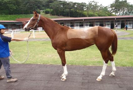 ��Ǫ��û�� ����