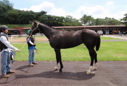 ��Ǫ����ħ ����