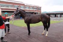 ��õ�ǰ�ȣ (INCHEONUI GANGHO) ����