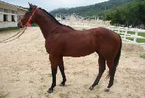 �Ⱙ���� (GIGAP JEONSA) ����