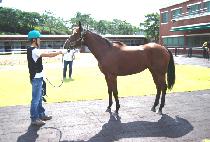 �ٳ� (DANA) ����