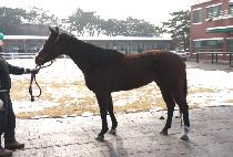 ��õ�Ǻ�� (INCHEONUI BISANG) ����